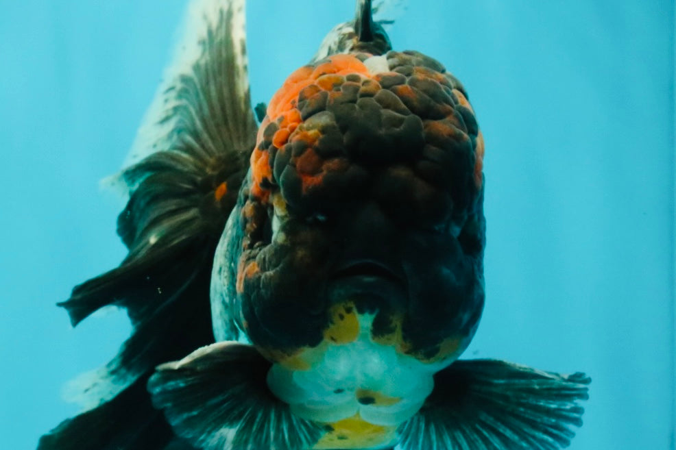 TOOTHLESS A Grade Kirin Oranda Male 6.5 inches #090426OR_01