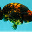CHUBBY AAA Grade Tiger Ranchu Male 5.5-6 inches #101626RC_27