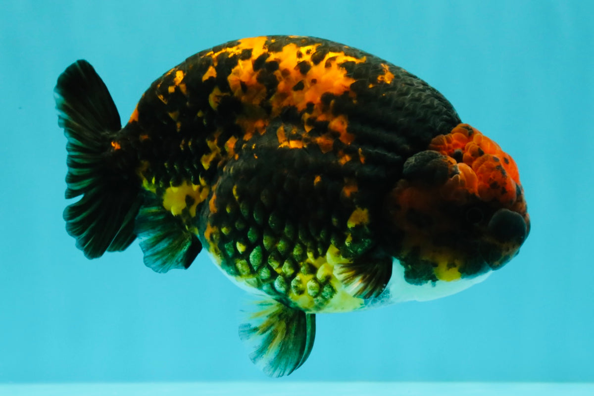 CHUBBY AAA Grade Tiger Ranchu Male 5.5-6 inches #101626RC_27
