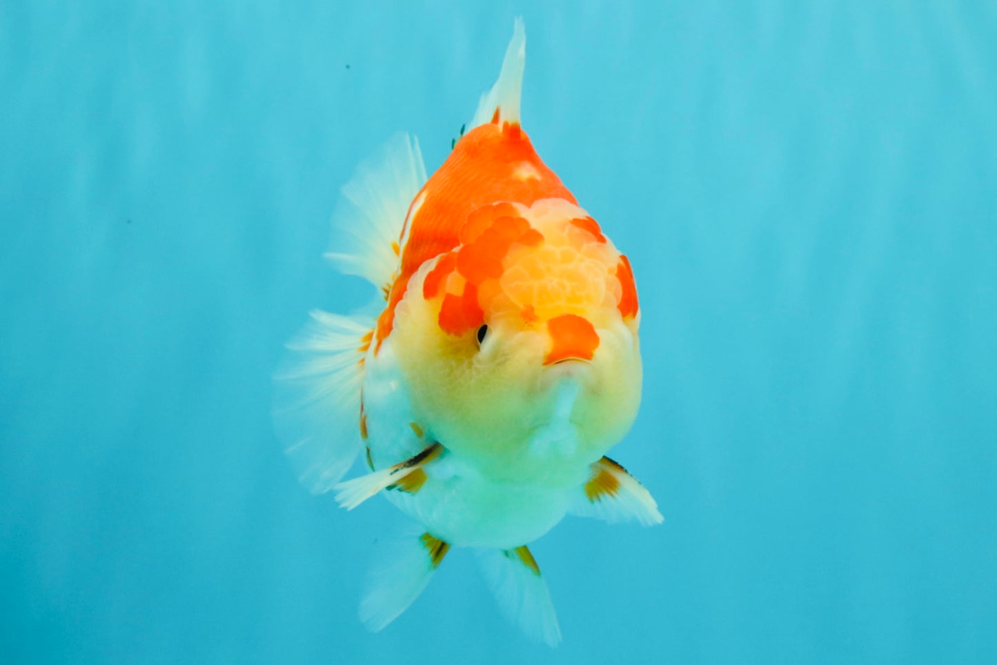 AAA Grade Godzilla Red White Yuanbao Male 5-5.5 inches #031326YB_20