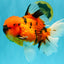 AAA Grade Jumbo Tiger Oranda Male 7.5 inches #031326OR_01