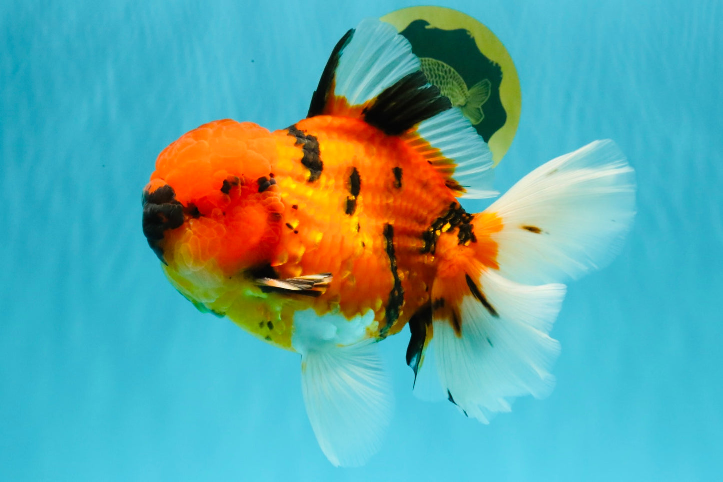 AAA Grade Jumbo Tiger Oranda Male 7.5 inches #031326OR_01