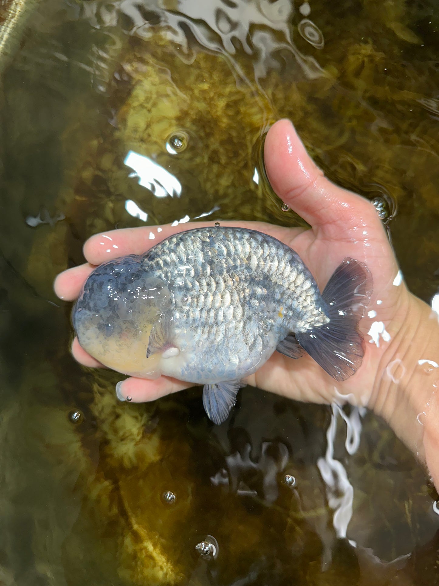 A Grade CHONKY Blue LionKing 5-5.5 inches #082925LC_17