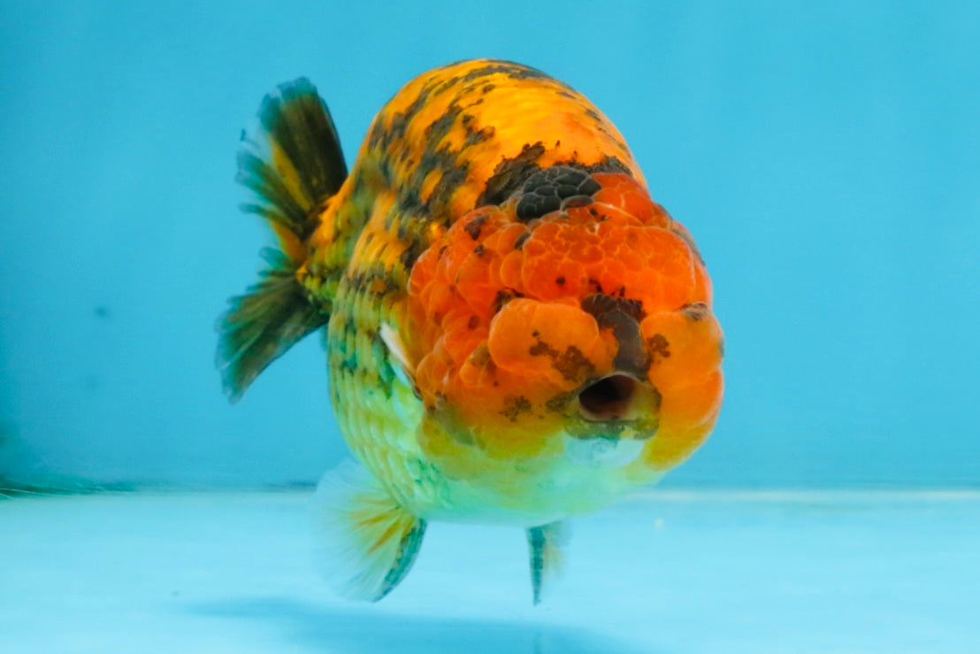 CHUBBY A Grade Tiger LionKing 4.5 inches #112825LC_12