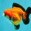 CHUBBY A Grade Apache Yuanbao Male 4.5 inches #051526YB_10