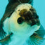 Panda Oranda Male 3-3.5 inches #1018OR_13