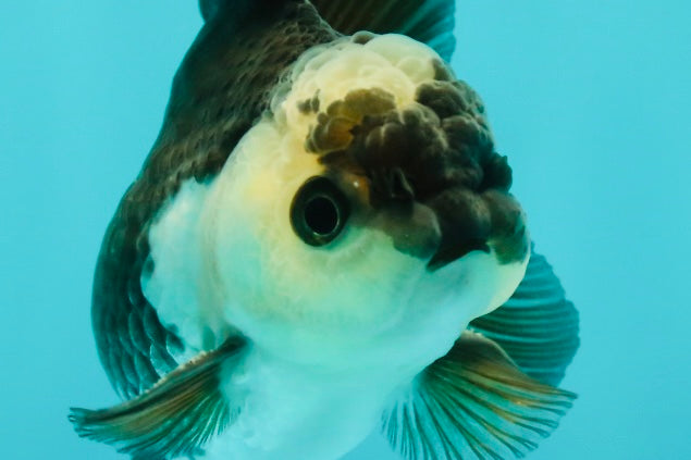 Panda Oranda Male 3-3.5 inches #1018OR_13