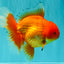 A Grade Red Oranda Male 6.5 inches #100926OR_19