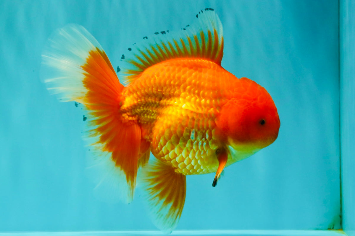 A Grade Red Oranda Male 6.5 inches #100926OR_19