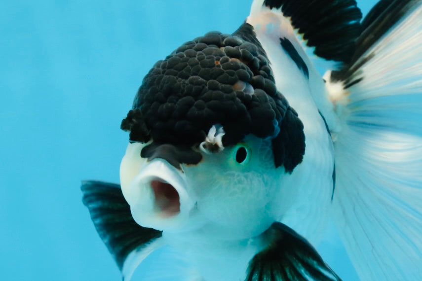 A Grade UNIQUE Panda Oranda Female 6-6.5 inches #091925OR_01