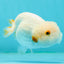 Snow Wen Red White Lionchu Female 3.5 inches #1011LC_24