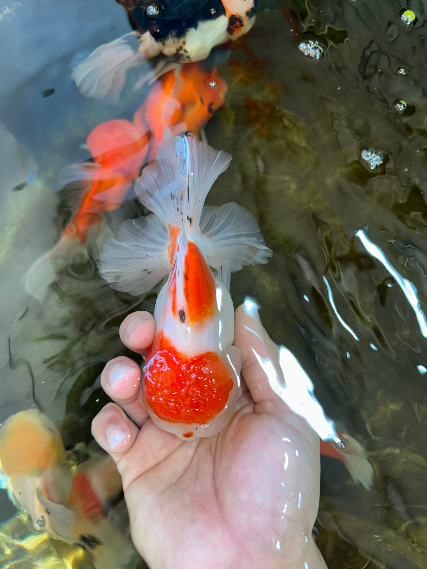 AAA Grade PUPPY Sakura Oranda Male 5 inches #062025OR_14