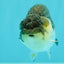 Panda Lionchu Male 4.5-5 inches #072426LC_31