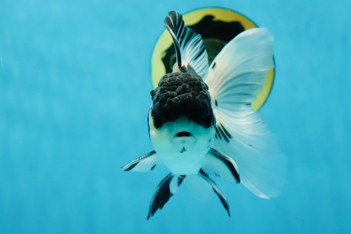 Super Panda Oranda Male 5 inches #042525OR_06