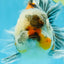 AAA Grade RARE White Tiger Oranda Female 5.5 inches #051625OR_15