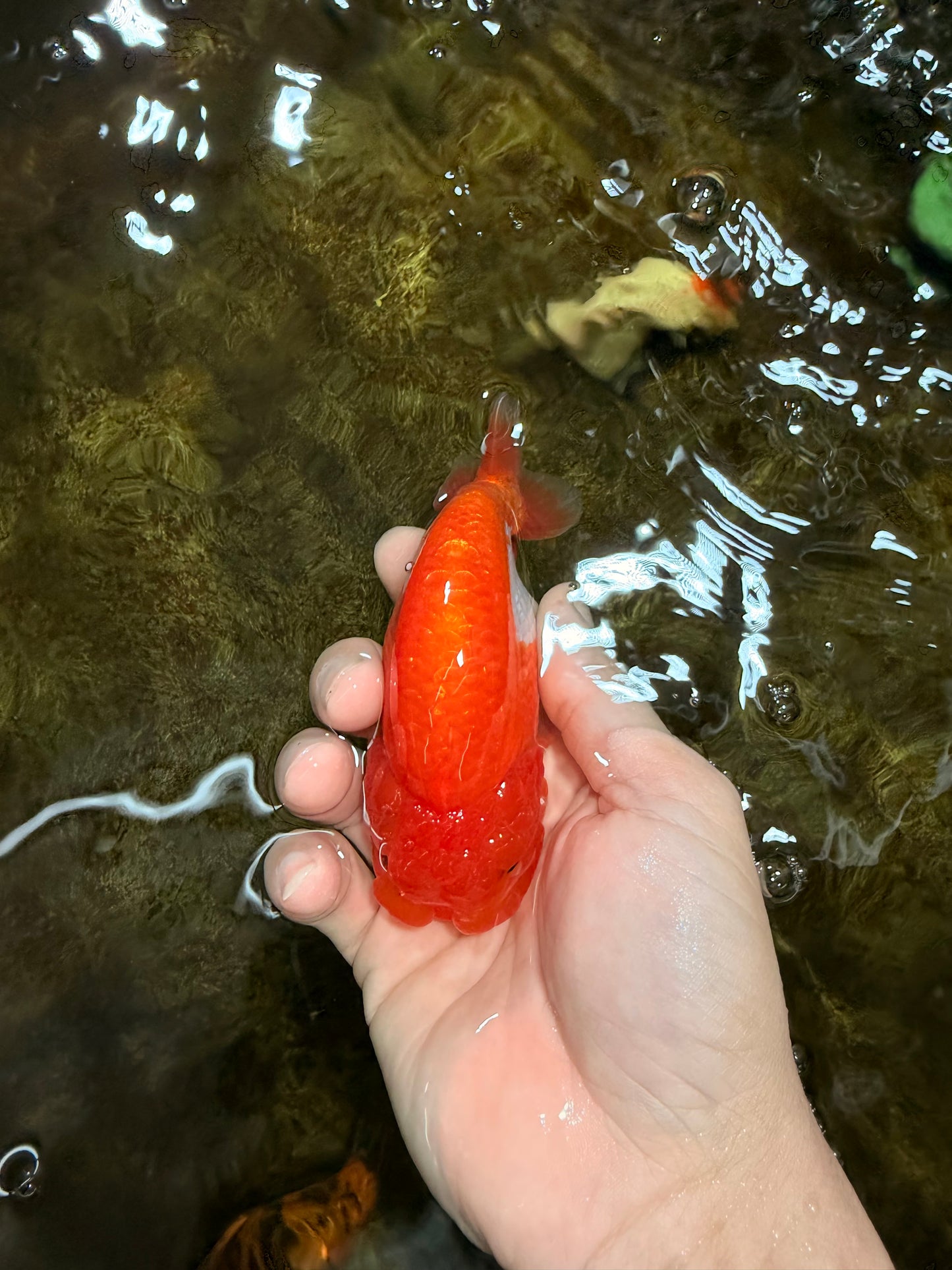 A Grade Red White LionQueen 4 inches #112825LC_07