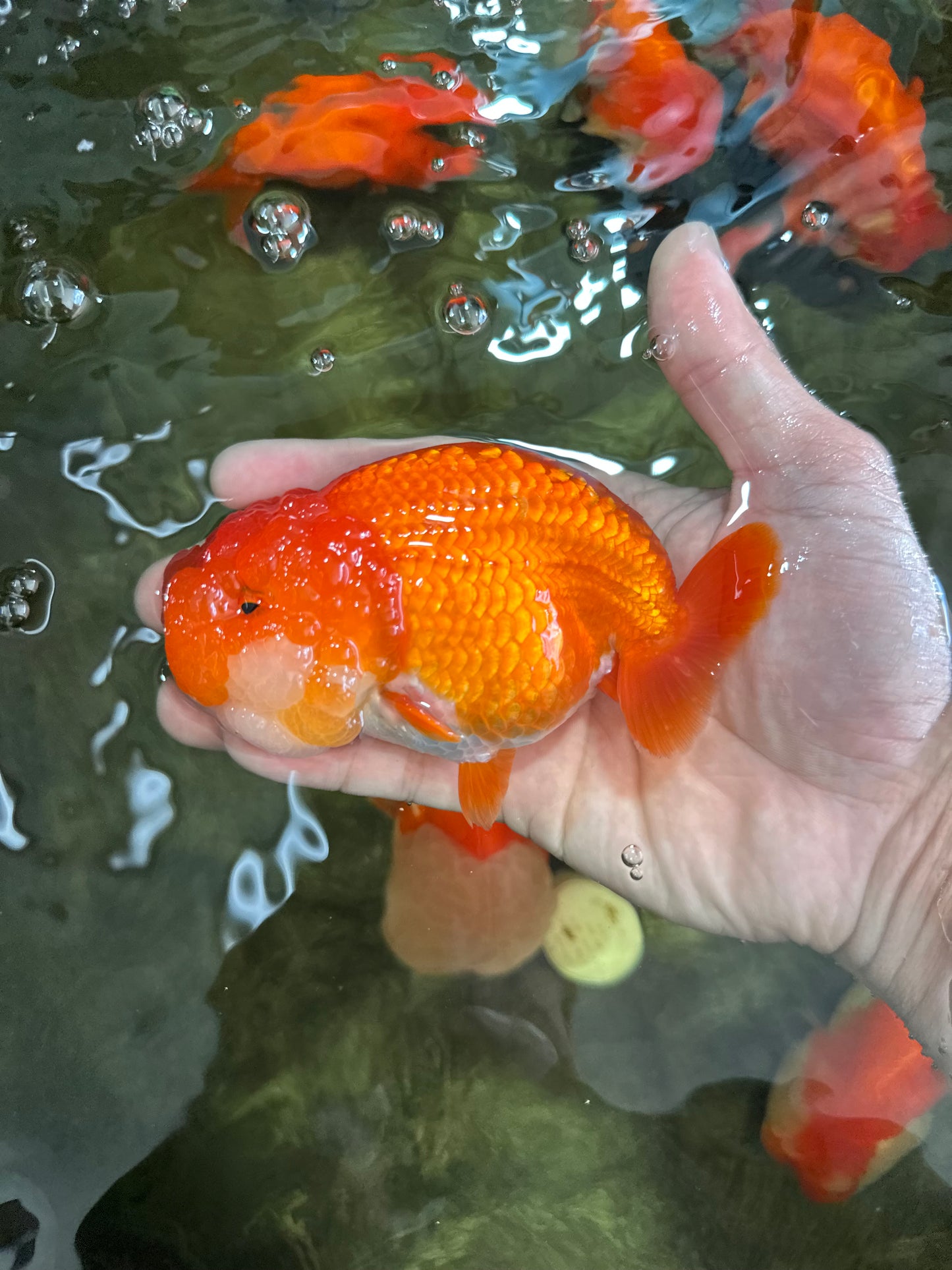 A Grade Red White LionQueen 4.5-5 inches #052325LC_22