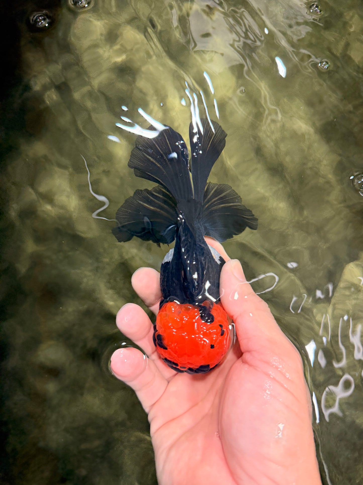 LAVA Tricolor Oranda Male 5 inches #040326OR_18