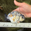A Grade Tricolor Tiger Ranchu Female 5 inches #080726RC_28