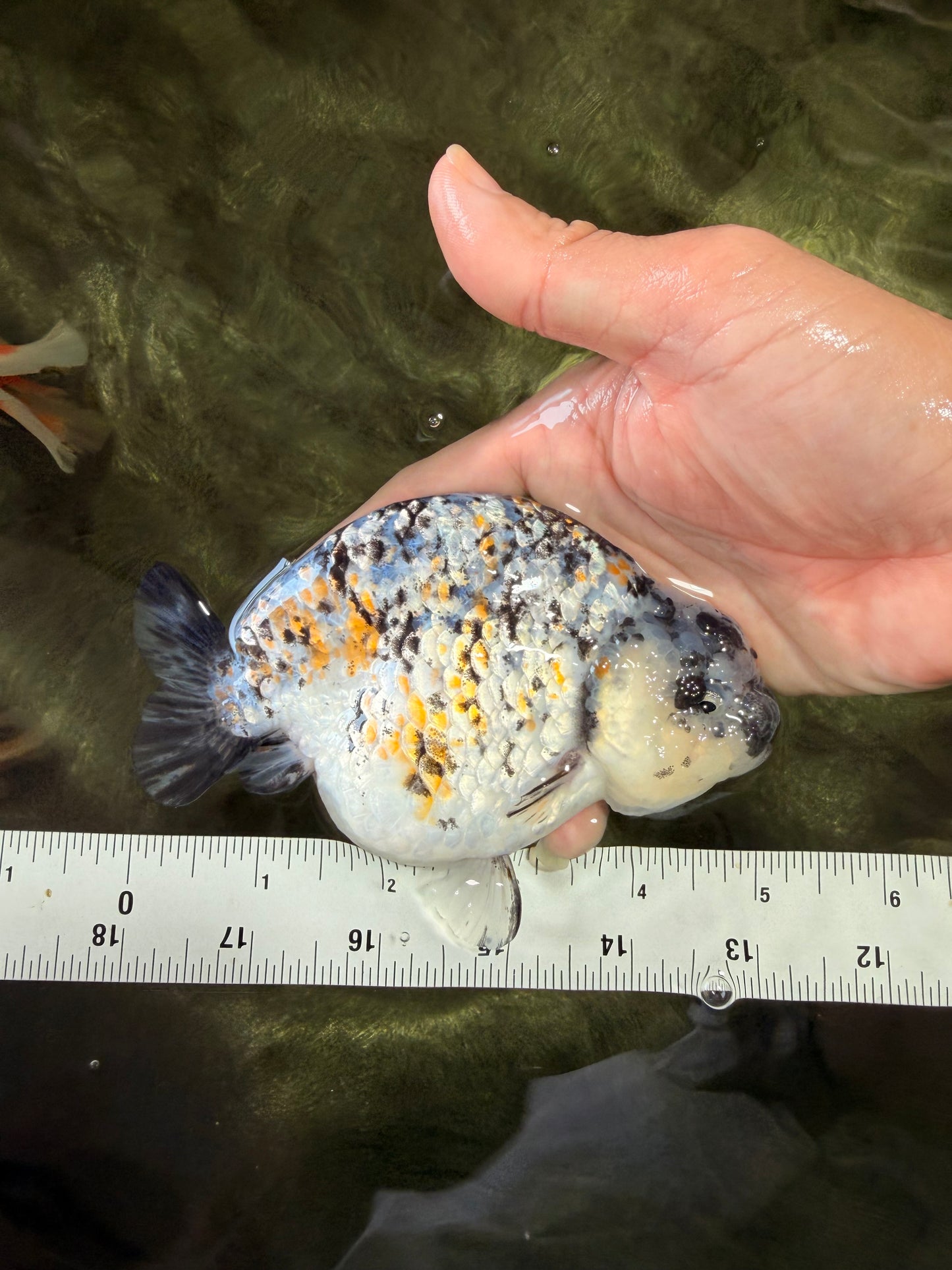 A Grade Tricolor Tiger Ranchu Female 5 inches #080726RC_28
