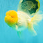 AAA Grade White Oranda Female 7-7.5 inches #032026OR_03