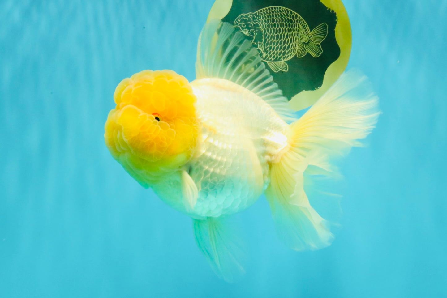 AAA Grade White Oranda Female 7-7.5 inches #032026OR_03