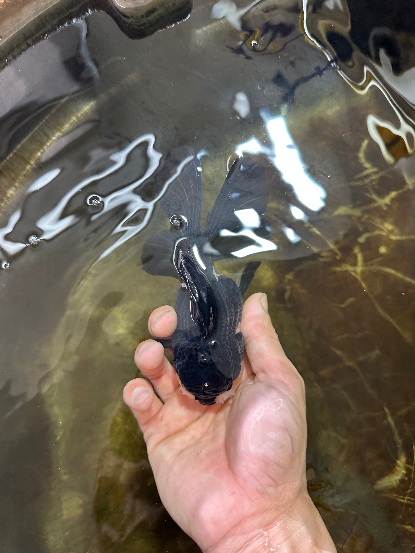 A Grade Panda Oranda Female 5.5 inches #082225OR_24