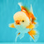 A Grade Red White Oranda Male 5.5 inches #071726OR_30