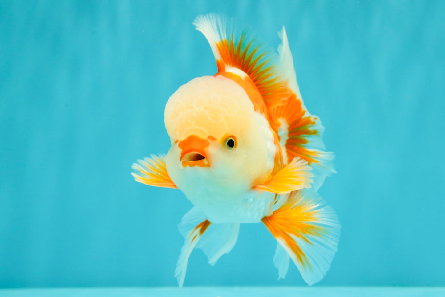 A Grade Red White Oranda Male 5.5 inches #071726OR_30