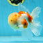 AAA Grade Godzilla Sakura Oranda Male 5 inches #052325OR_09