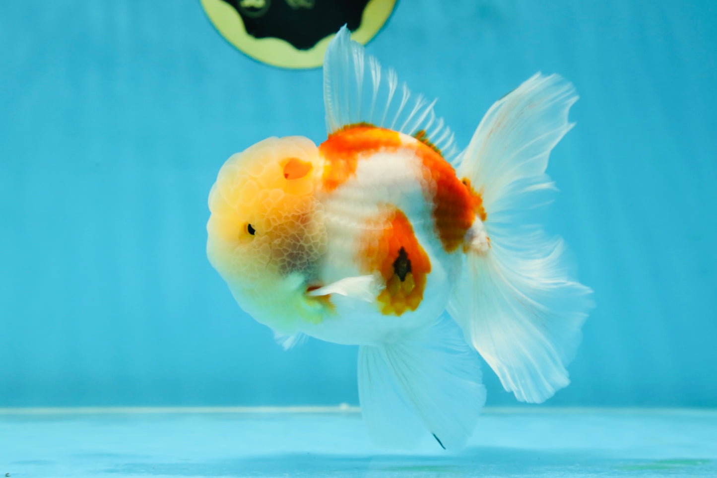 AAA Grade Godzilla Sakura Oranda Male 5 inches #052325OR_09