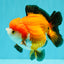 CHUBBY A Grade Apache Yuanbao Male 4.5 inches #051526YB_10