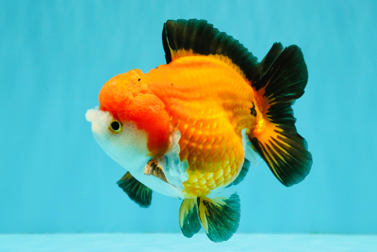 CHUBBY A Grade Apache Yuanbao Male 4.5 inches #051526YB_10