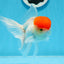 A Grade Red Cap Oranda Female 5 inches #0913OR_15