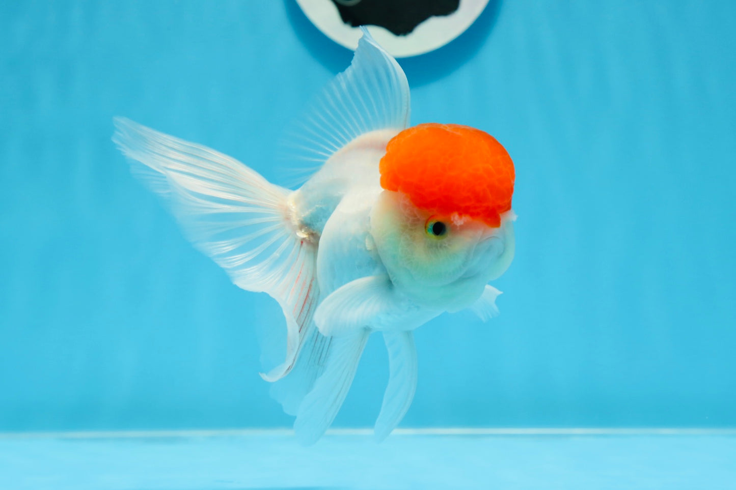 Oranda hembra de gorra roja de grado A, 5 pulgadas, n.° 0913OR_15