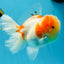 A Grade Sakura Oranda Male 4.5-5 inches #053025OR_28