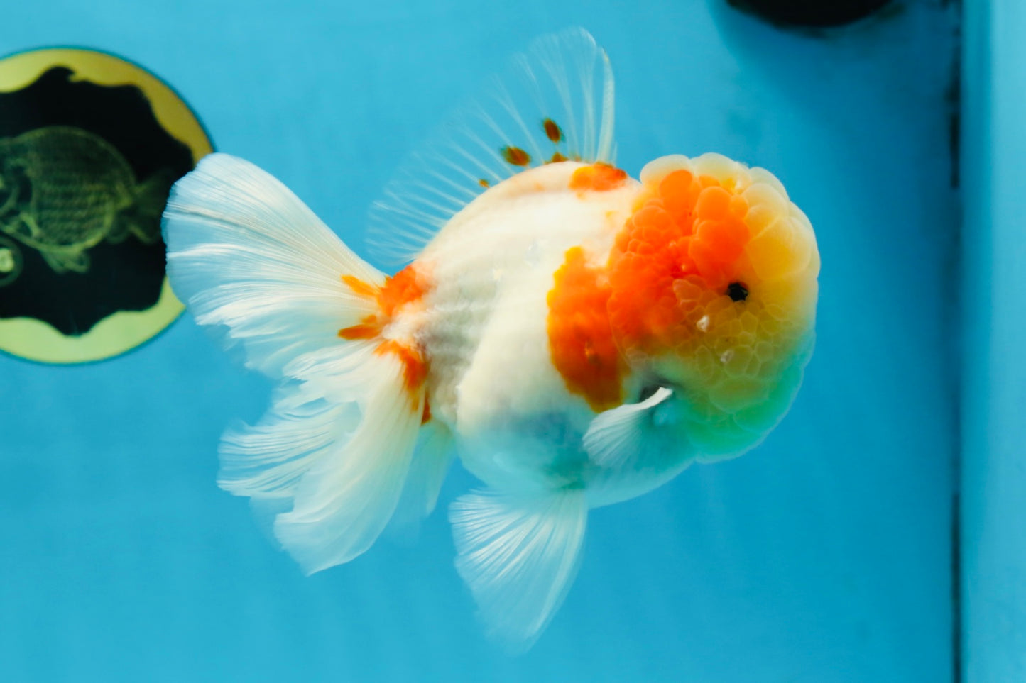 A Grade Sakura Oranda Male 4.5-5 inches #053025OR_28