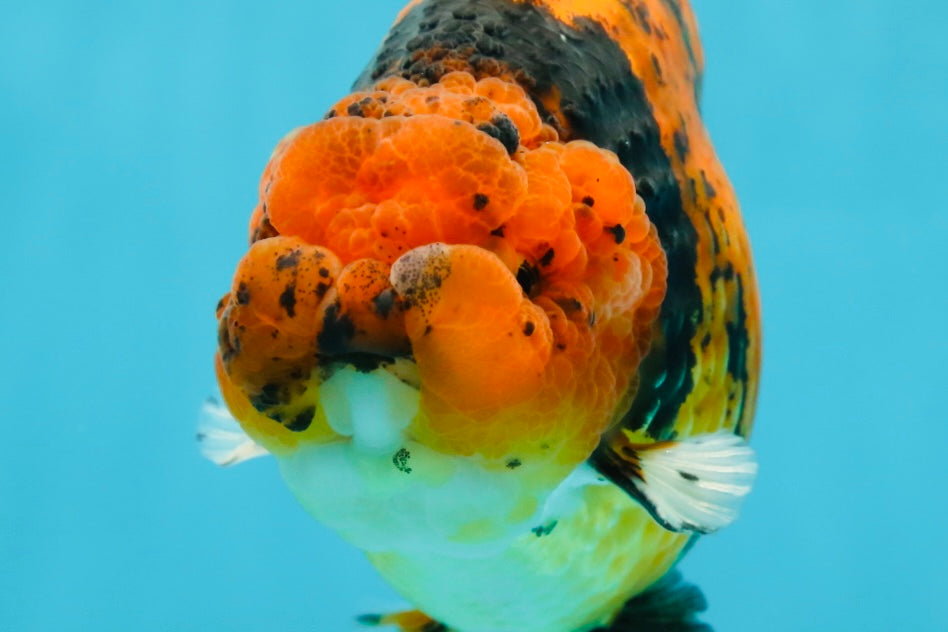 AAA Grade Tiger LionKing 5-5.5 inches #050925LC_05