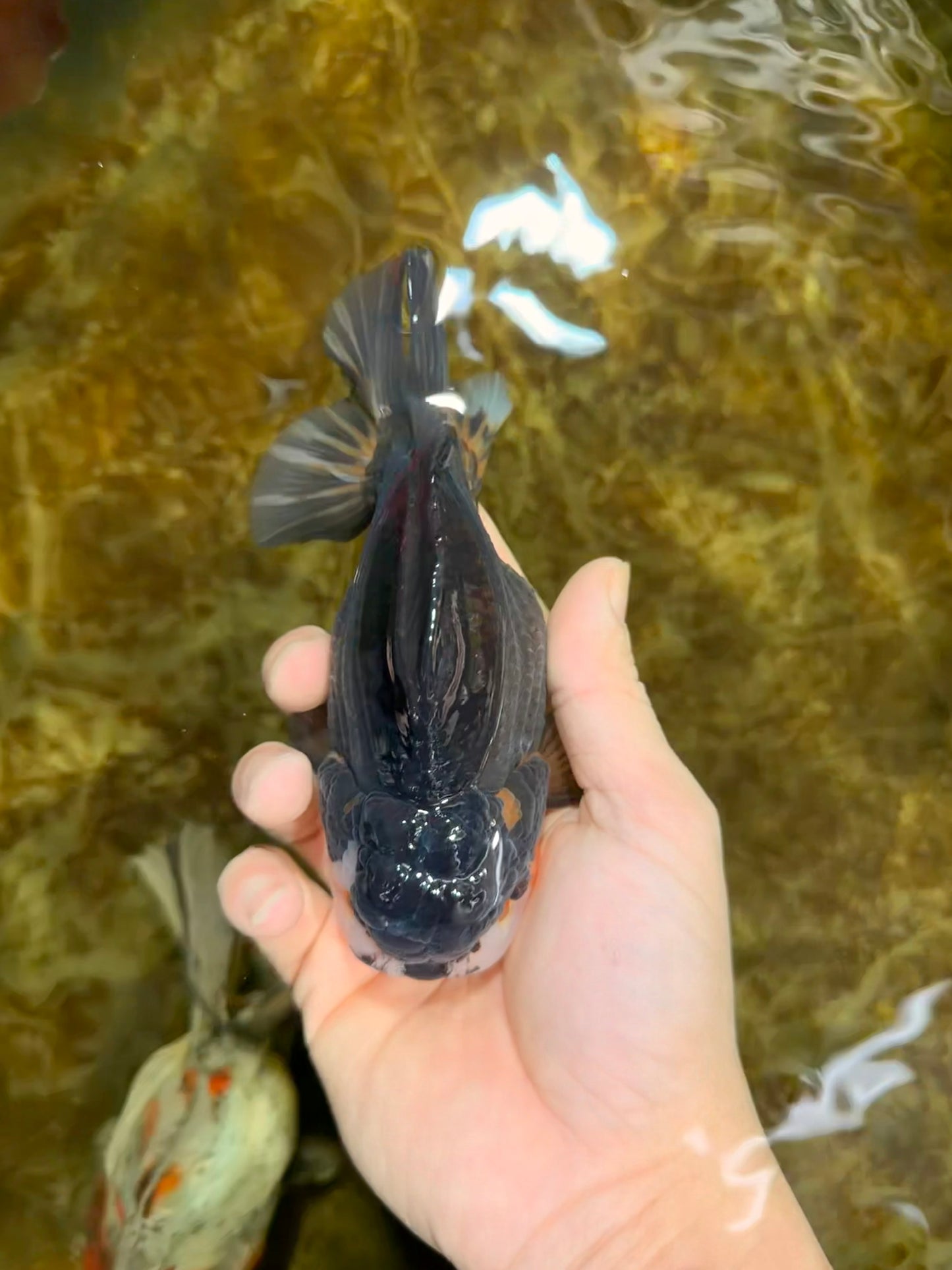 CHUBBY A Grade Tricolor Yuanbao Male 5-5.5 inches #121925YB_10