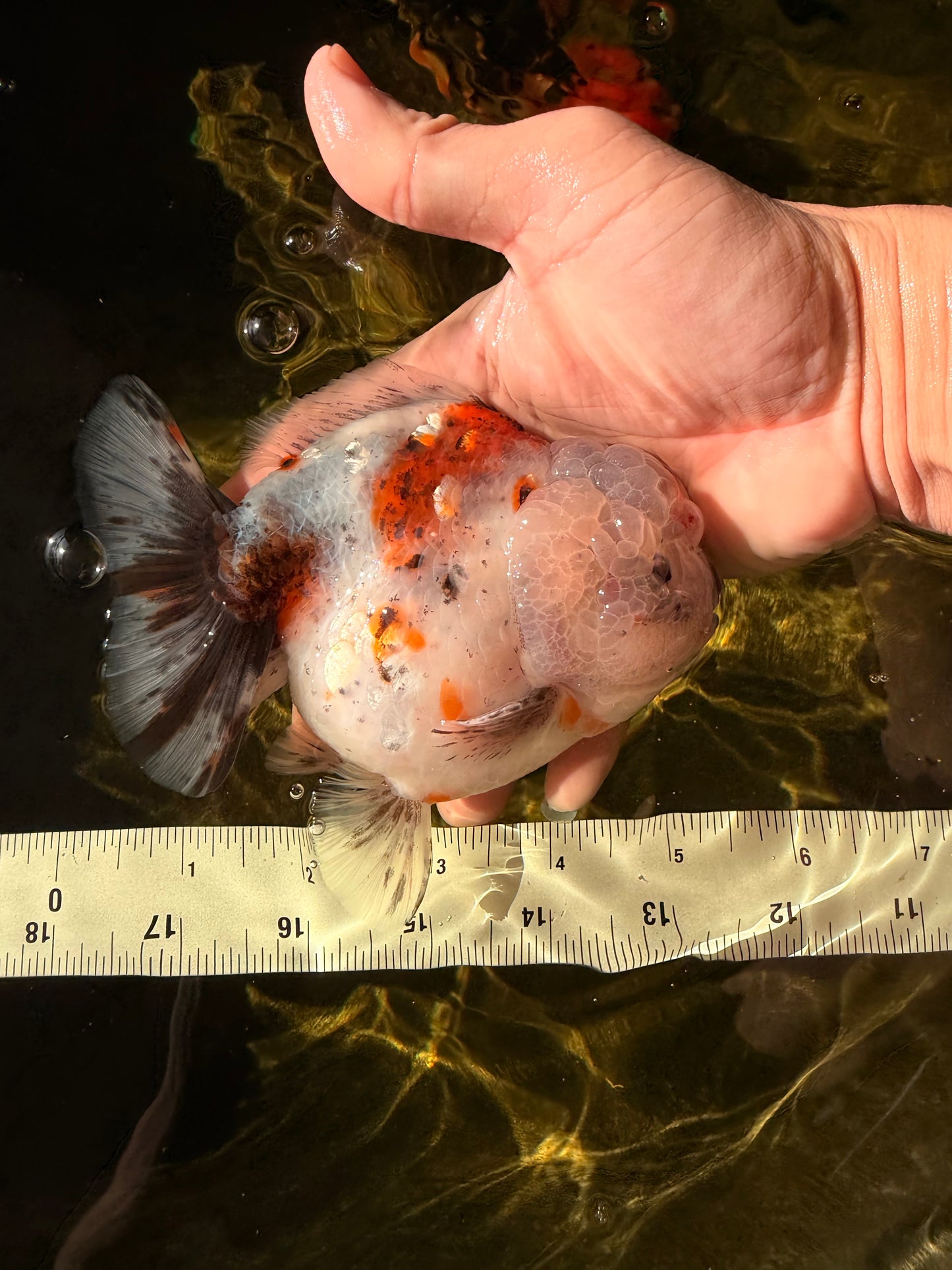 A Grade Calico Yuanbao Male 5-5.5 inches #032026YB_17