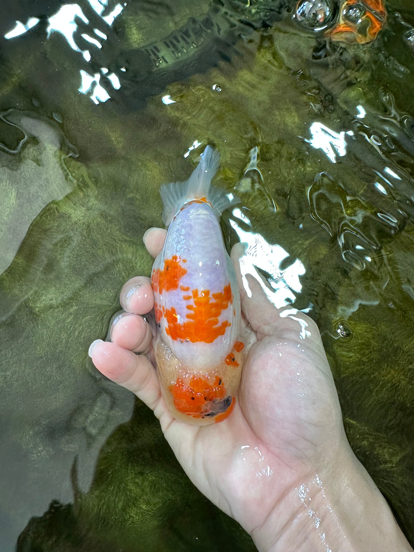 A Grade SPECIAL Kohaku Sakura LionKing 5 inches #051625LC_10