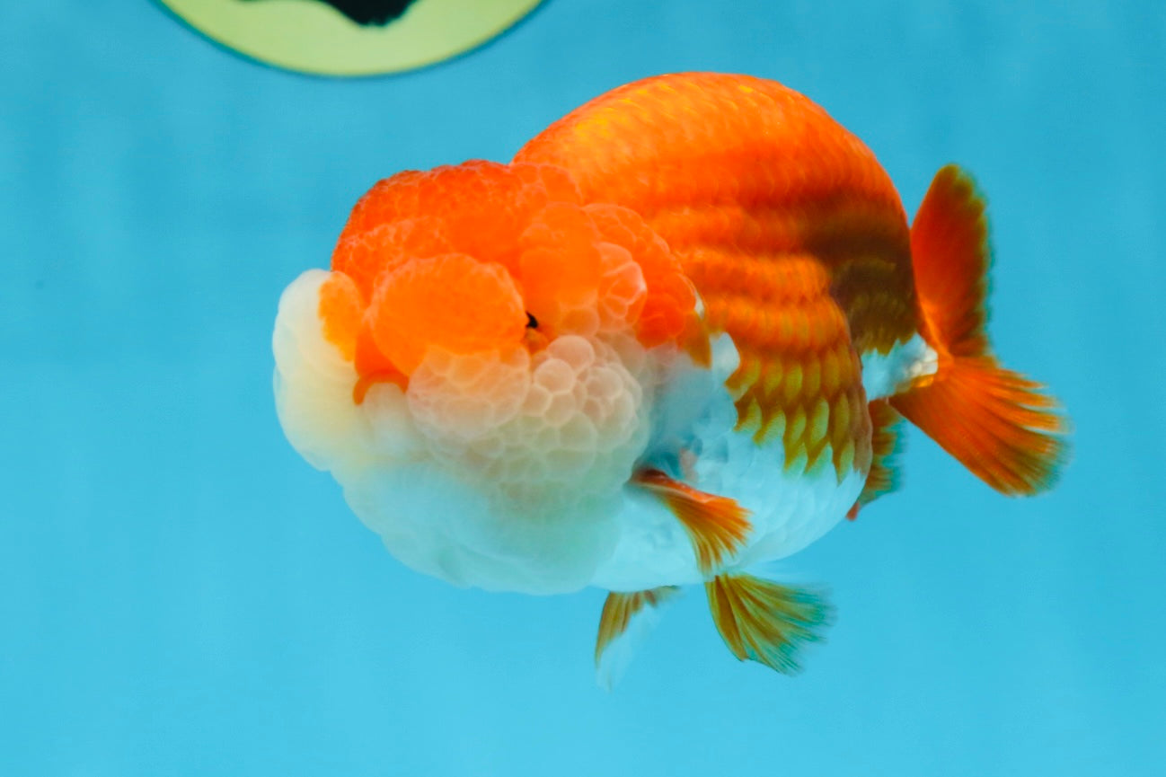 A Grade Royal Candy Chunk Red White LionKing 4-4.5 inches #062025LC_05