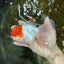 AAA BEST Grade Red White Oranda Male 6 inches #051625OR_21