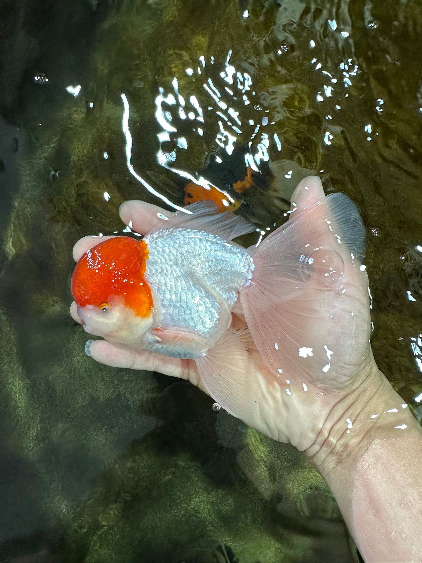 AAA BEST Grade Red White Oranda Male 6 inches #051625OR_21