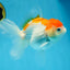 A Grade ADORABLE Red White Oranda Female 5.5 inches #072525OR_18