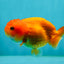 Red Cherry Lionchu Female 3.5-4 inches #1004LC_08