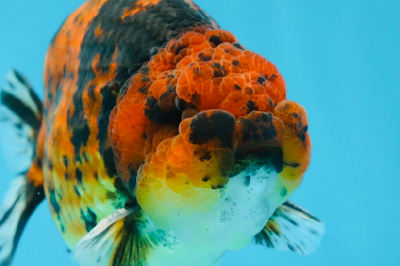 AAA Grade Tiger LionKing 5 inches #070425LC_05