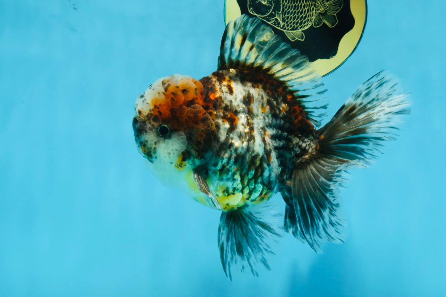 CHONKY AAA Grade Calico Kirin Oranda Male 5.5 inches #102425OR_18