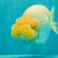 SPECIAL White Buffalo Ranchu Female 5.5 inch #092526RC_21