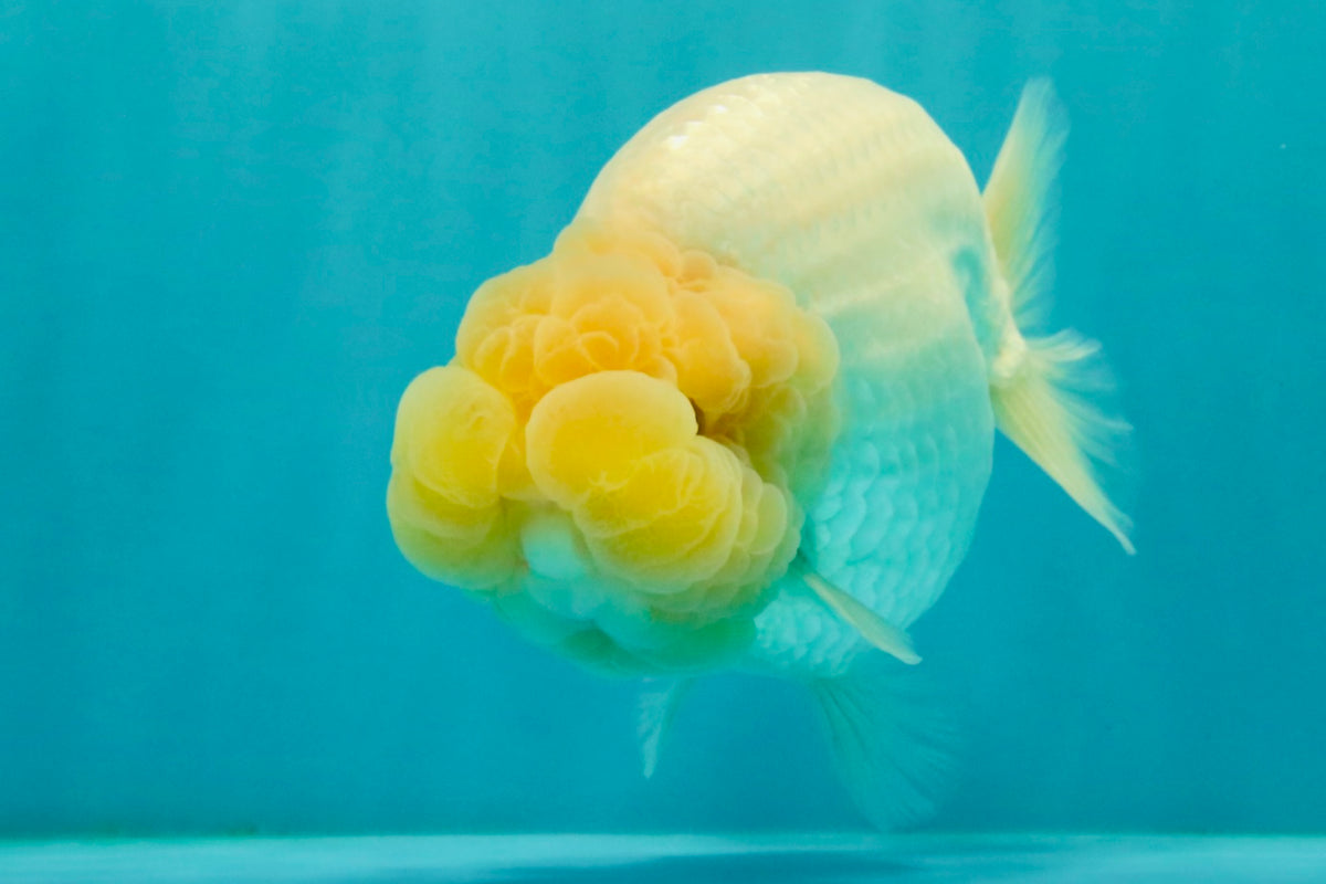 SPECIAL White Buffalo Ranchu Female 5.5 inch #092526RC_21